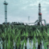 Российская нефть ненадолго стала самой дорогой в мире Российская нефть ненадолго стала самой дорогой в мире